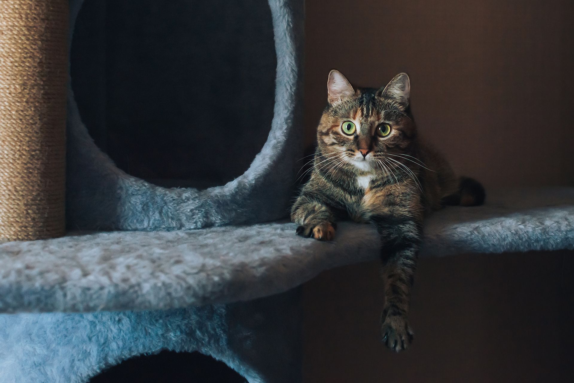 Tabby cat relaxing on a carpeted cat tree indoors