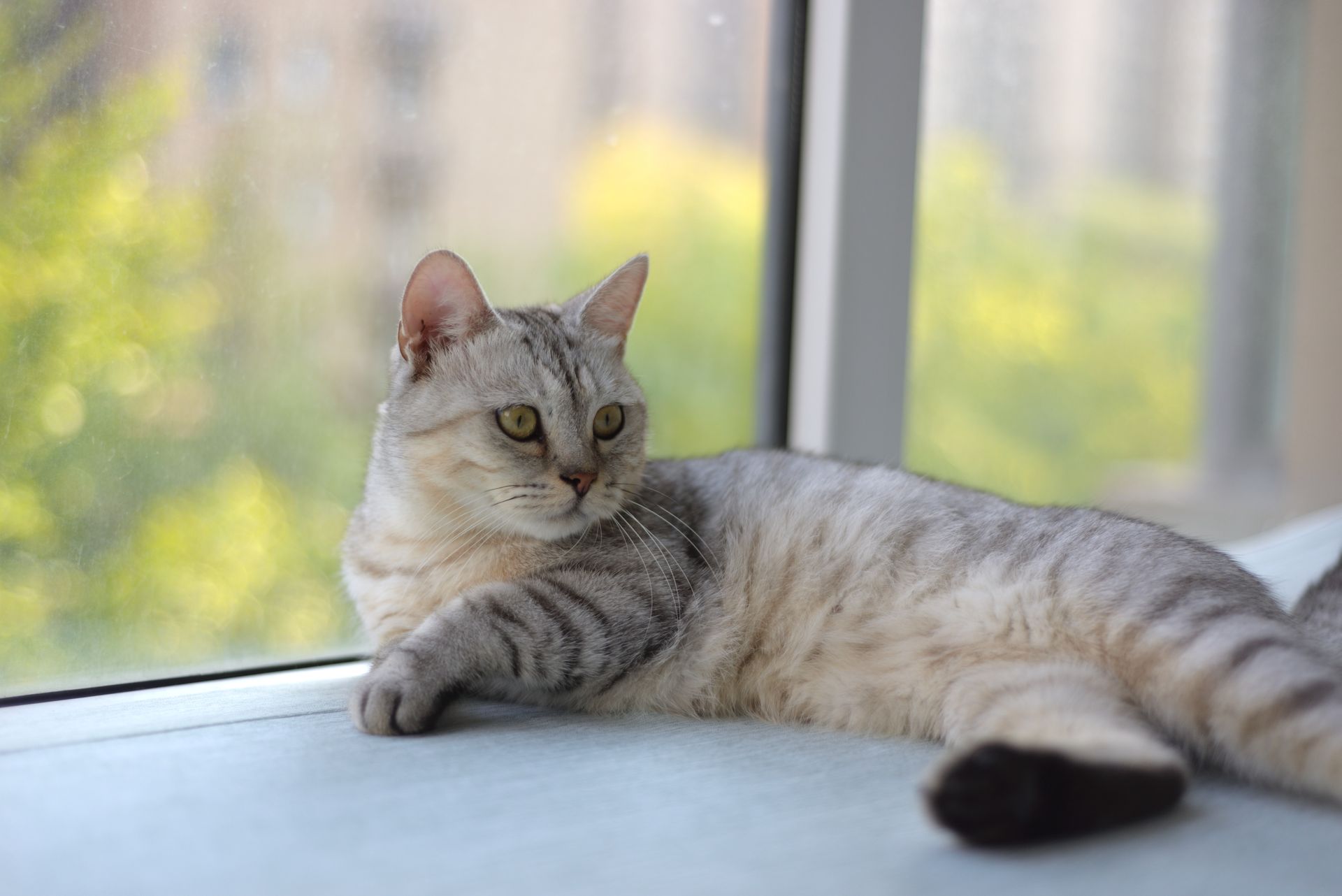 Grey cat relaxing on a windowsill in warm natural light.