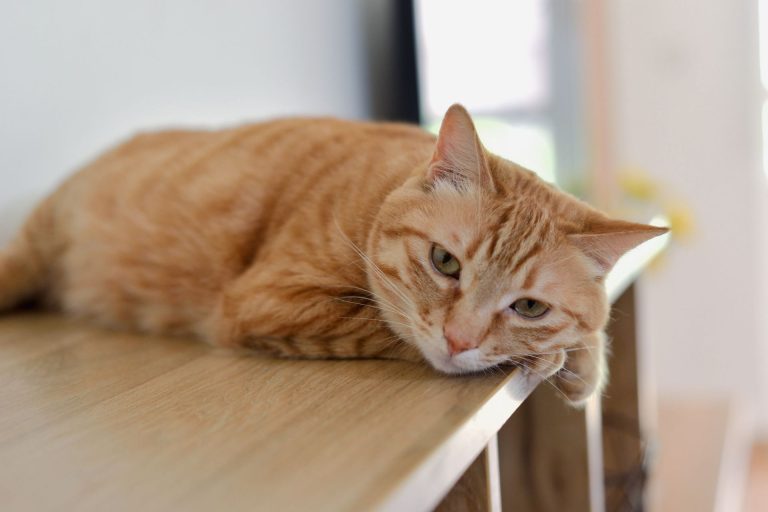 Ginger cat relaxing on a wooden table