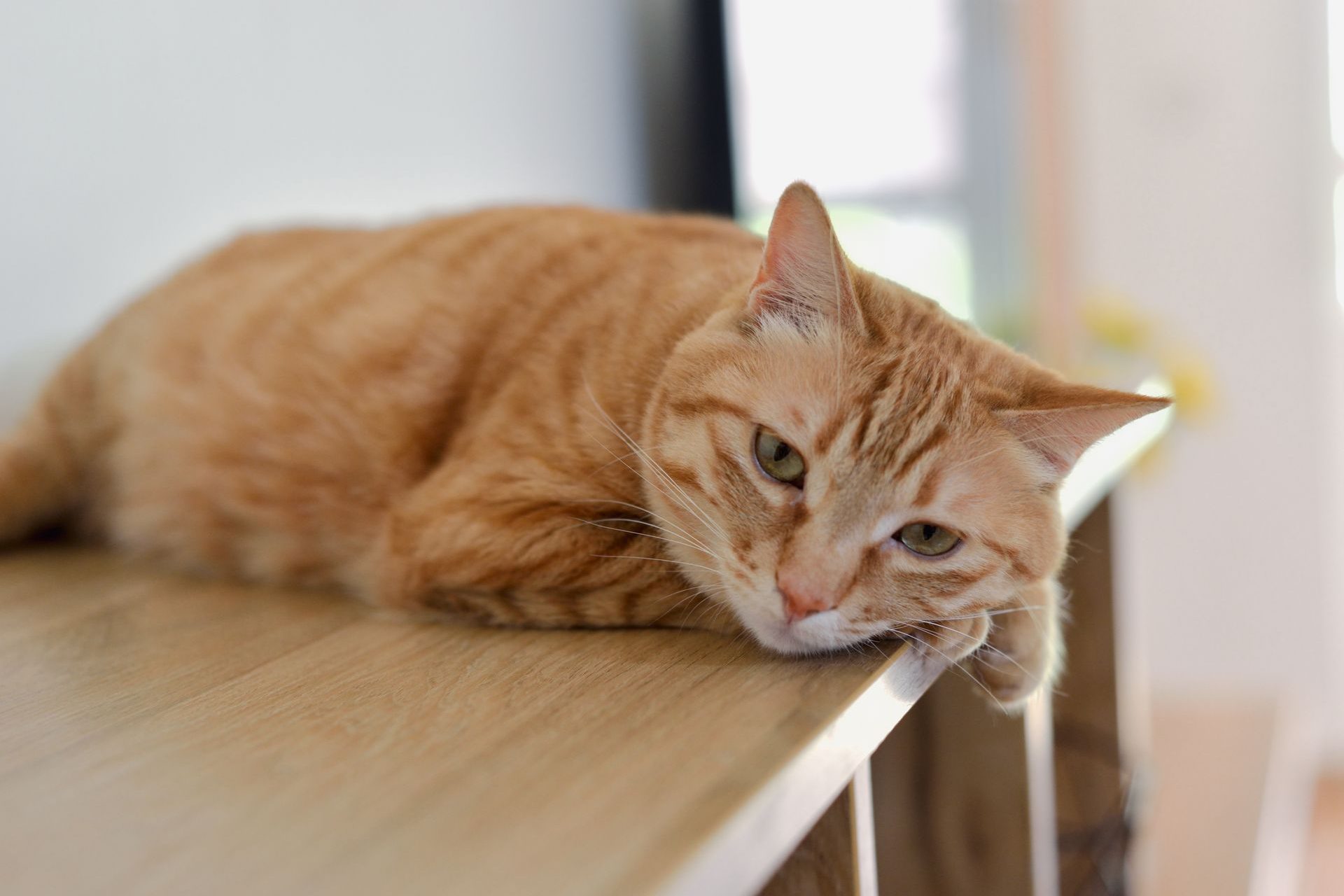 Ginger cat relaxing on a wooden table