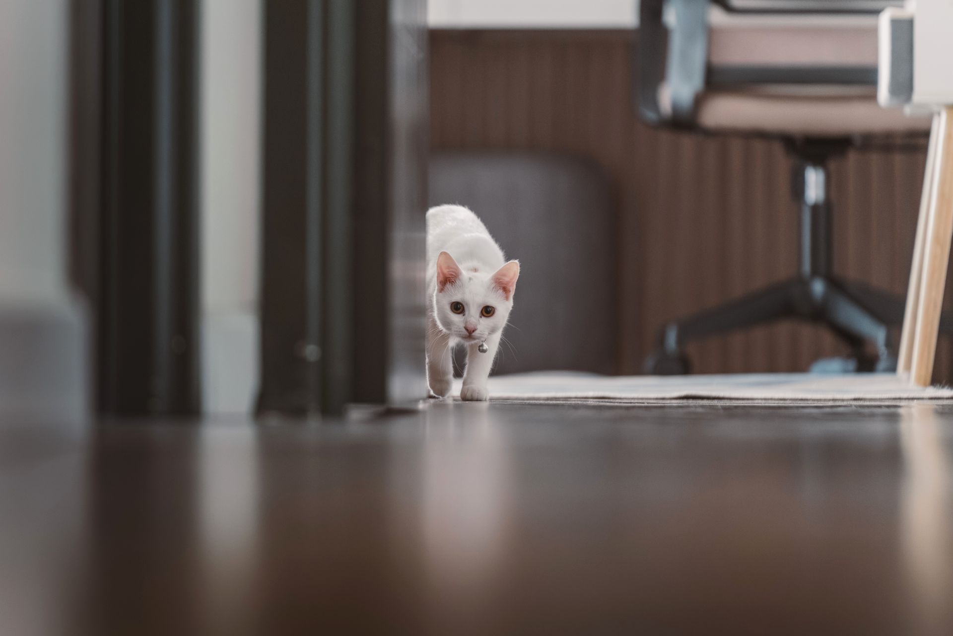 White cat exploring a modern home interior