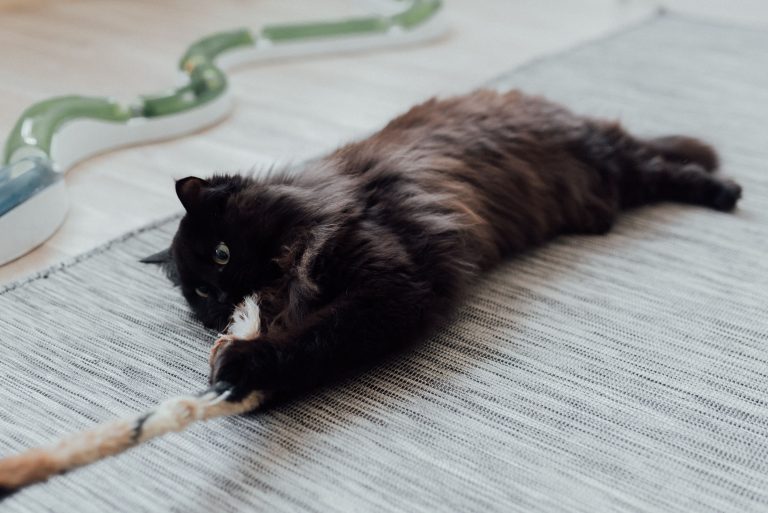 Black cat playing with a rope indoors.