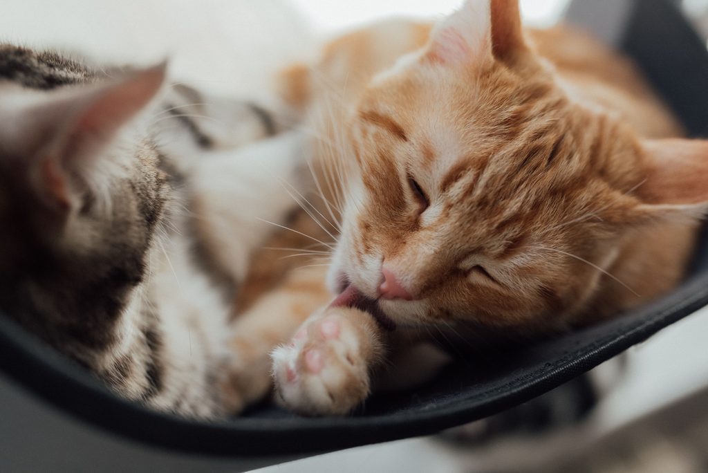 Orange tabby cat grooming its paw beside another cat.