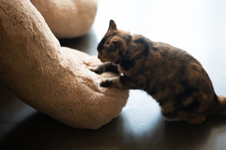 Tabby cat kneading a soft plush toy with its front paws.