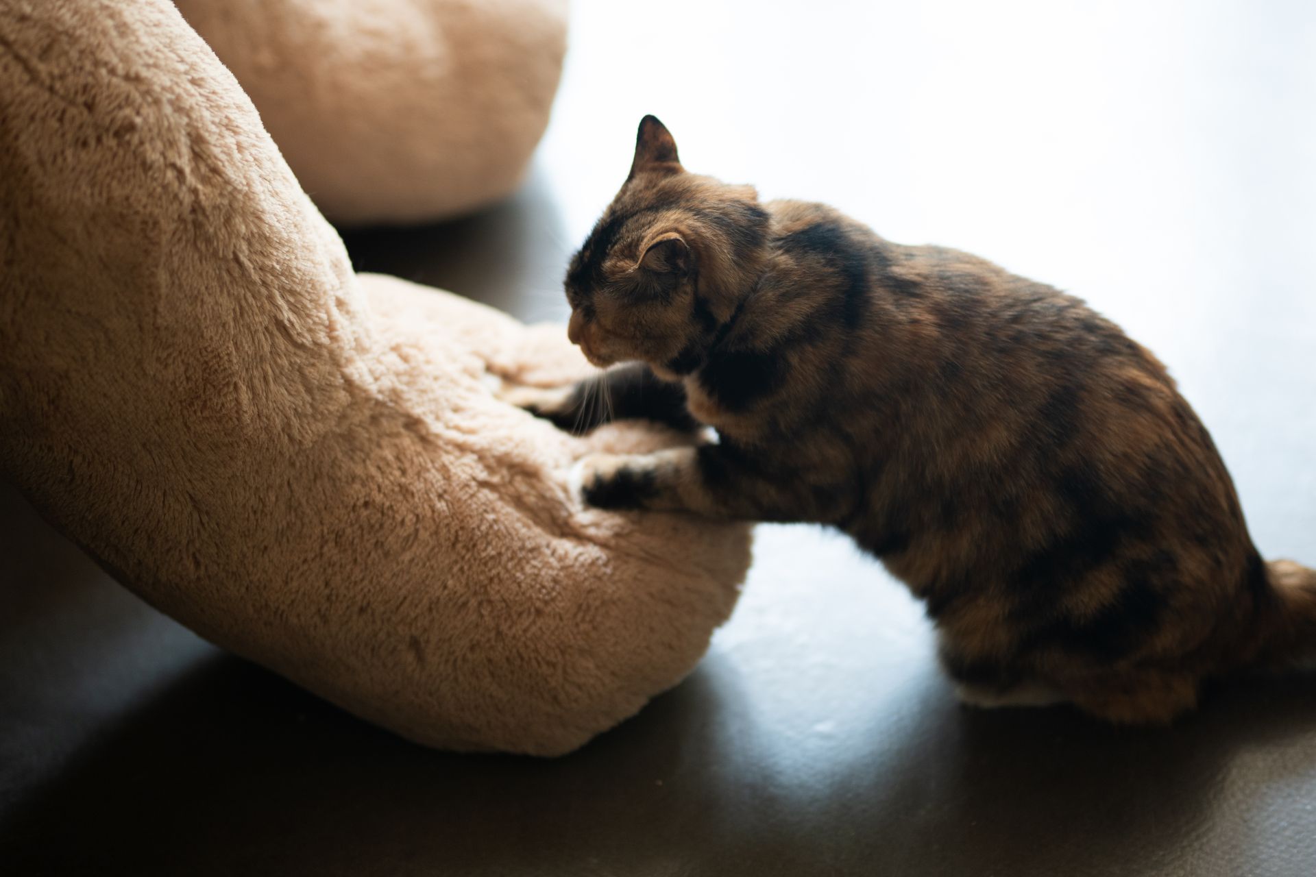 Tabby cat kneading a soft plush toy with its front paws.