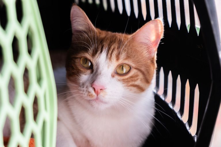 Orange-and-white cat resting inside a pet carrier.