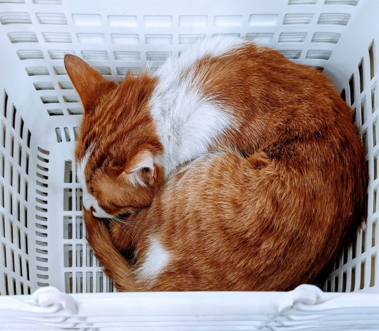 Orange-and-white cat curled up sleeping in a laundry basket.