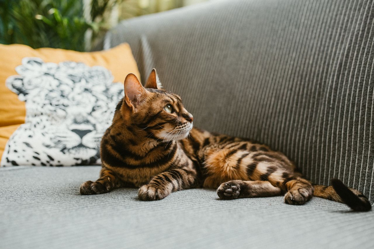 Calico cat relaxing on a sofa in a cozy home.