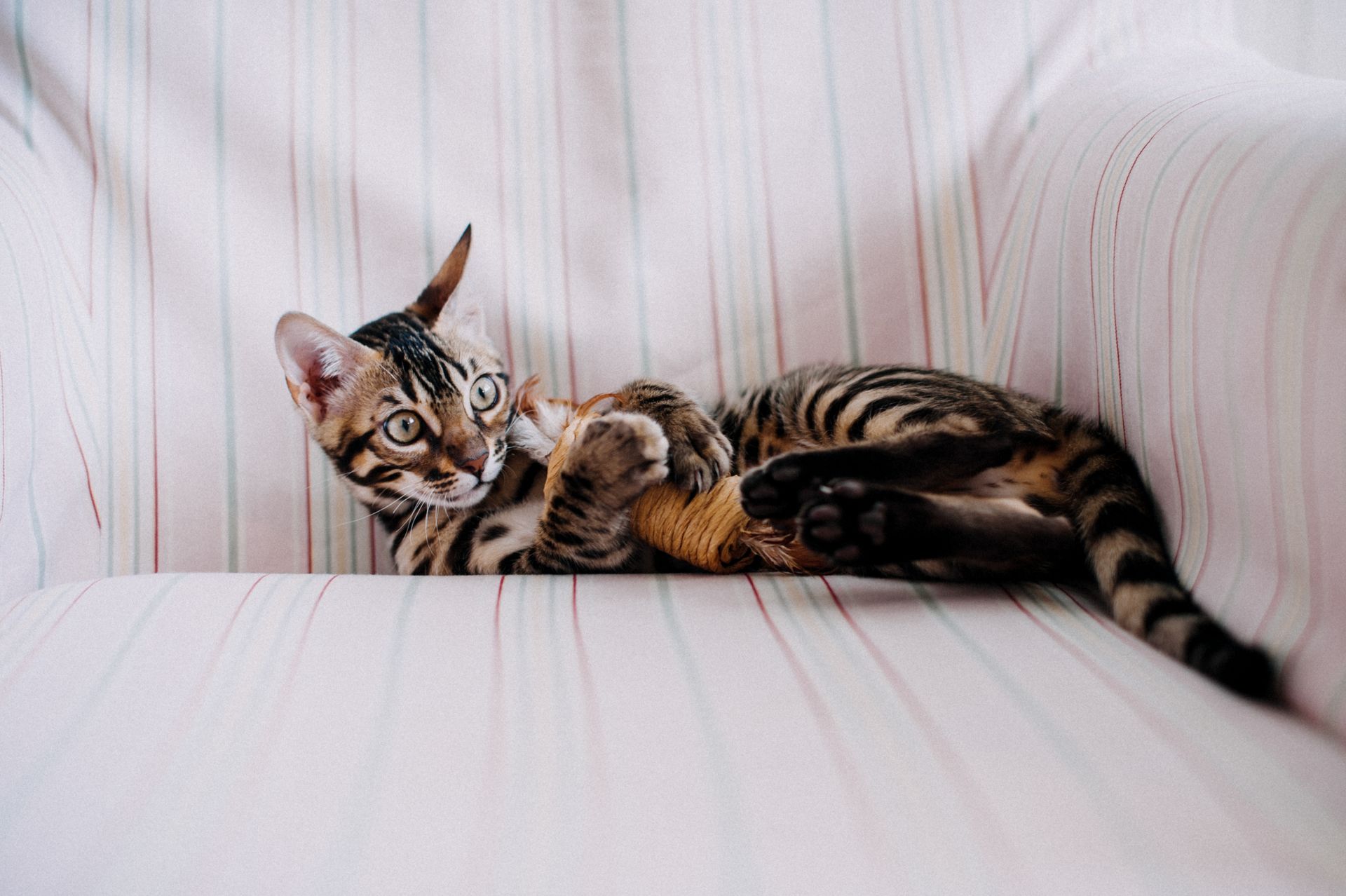 Tabby cat playing with a toy on an armchair
