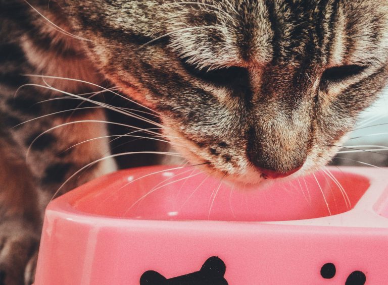 Close-up of a tabby cat with its nose lowered into a pink bowl.