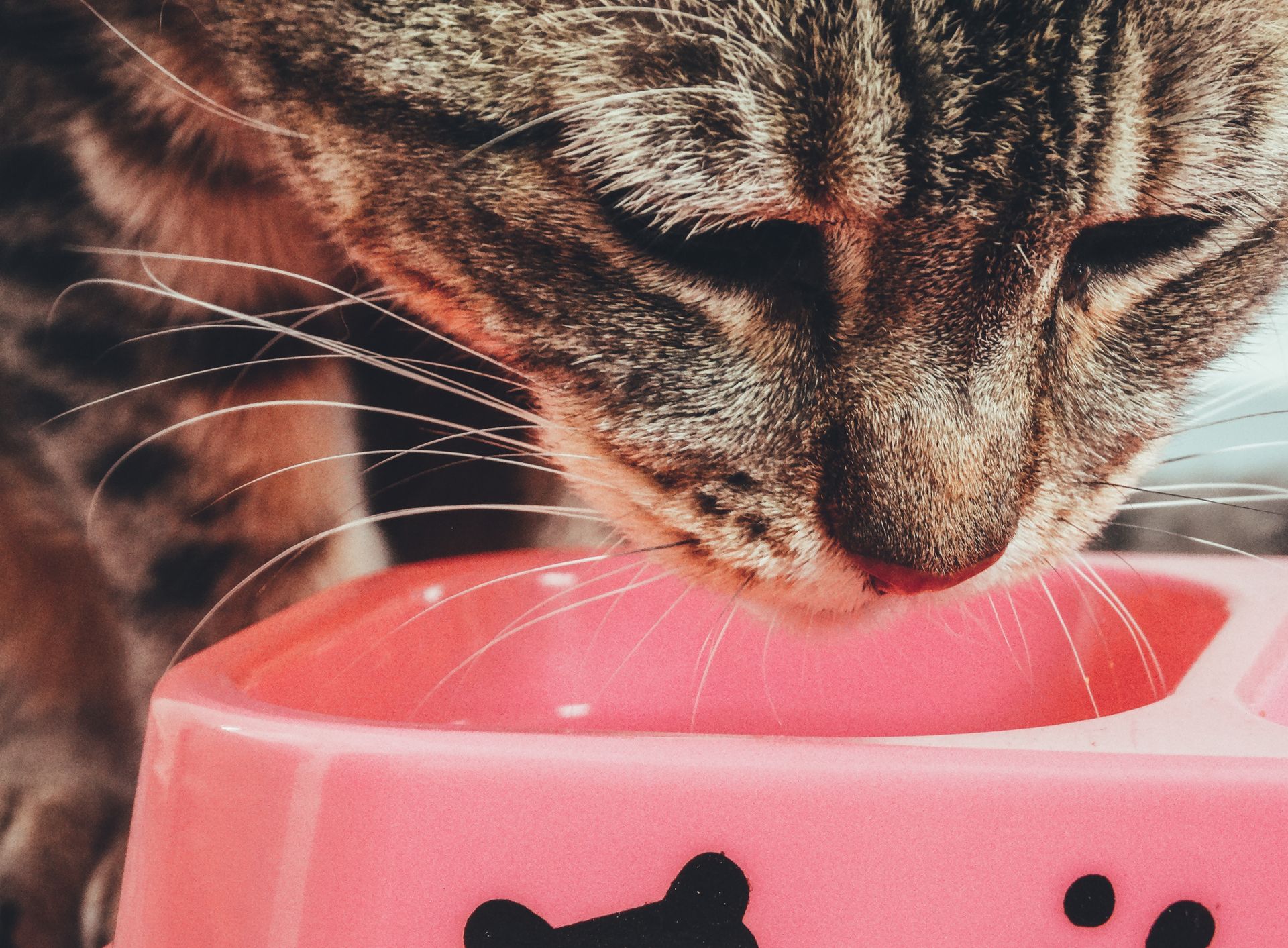 Close-up of a tabby cat with its nose lowered into a pink bowl.