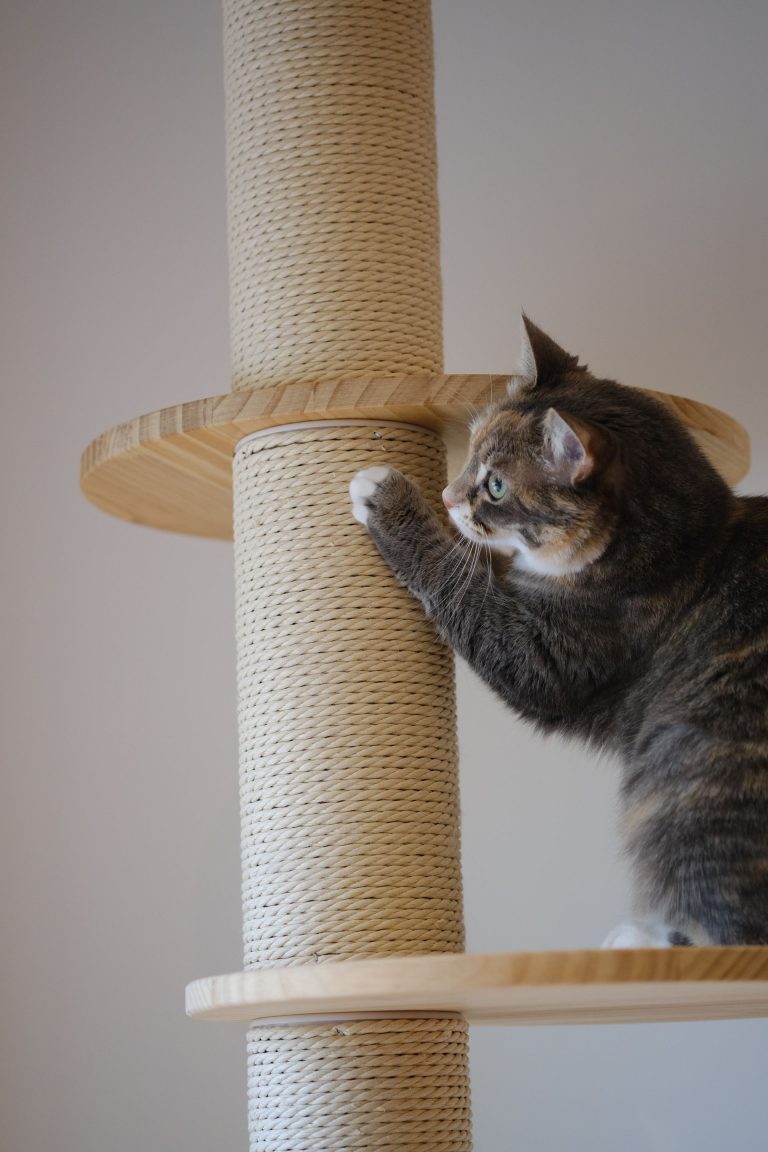 Cat scratching a cat tree indoors.
