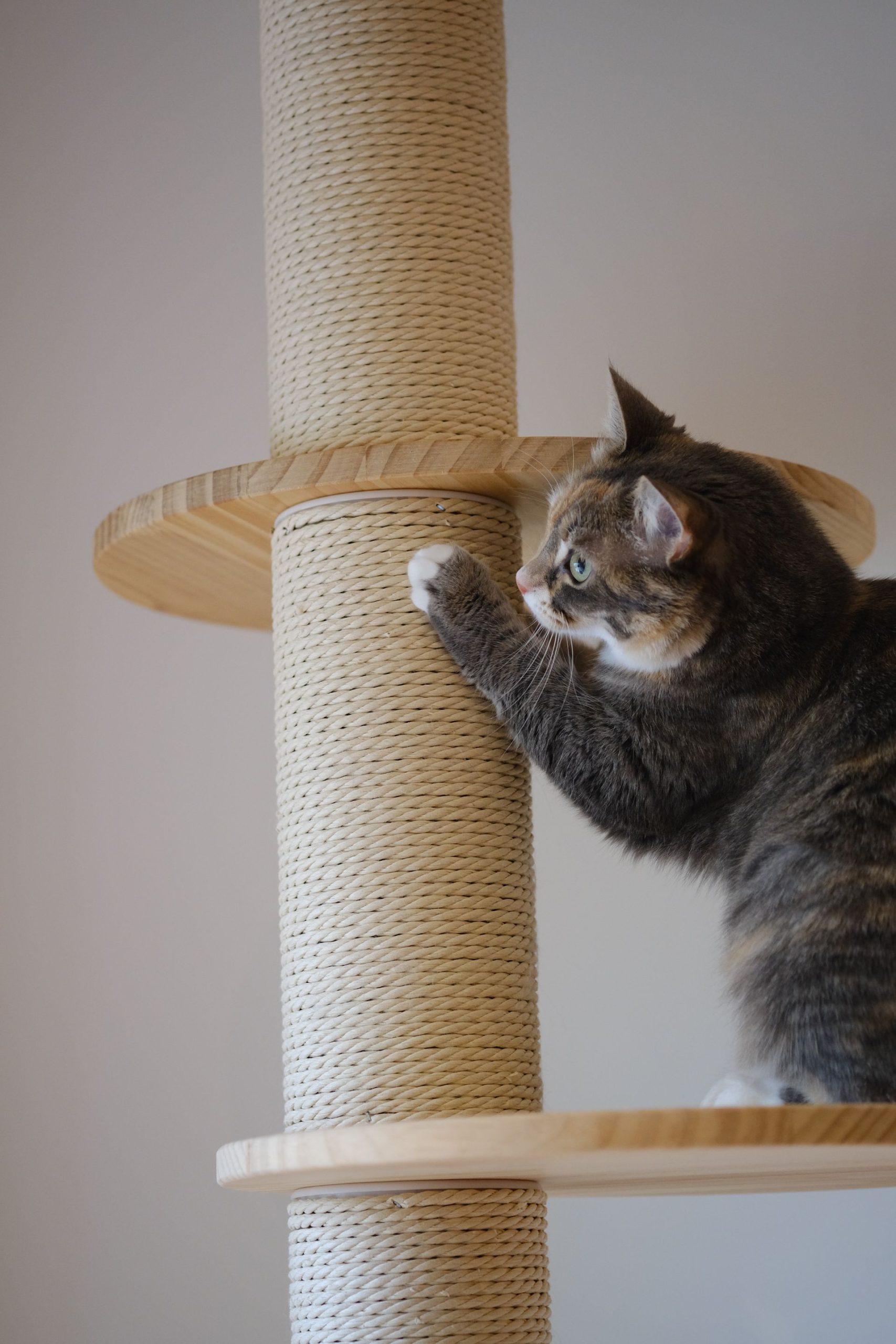 Cat scratching a cat tree indoors.