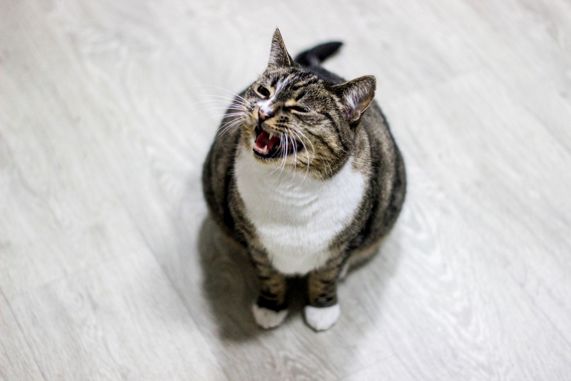 Tabby cat meowing while standing on a wooden floor.