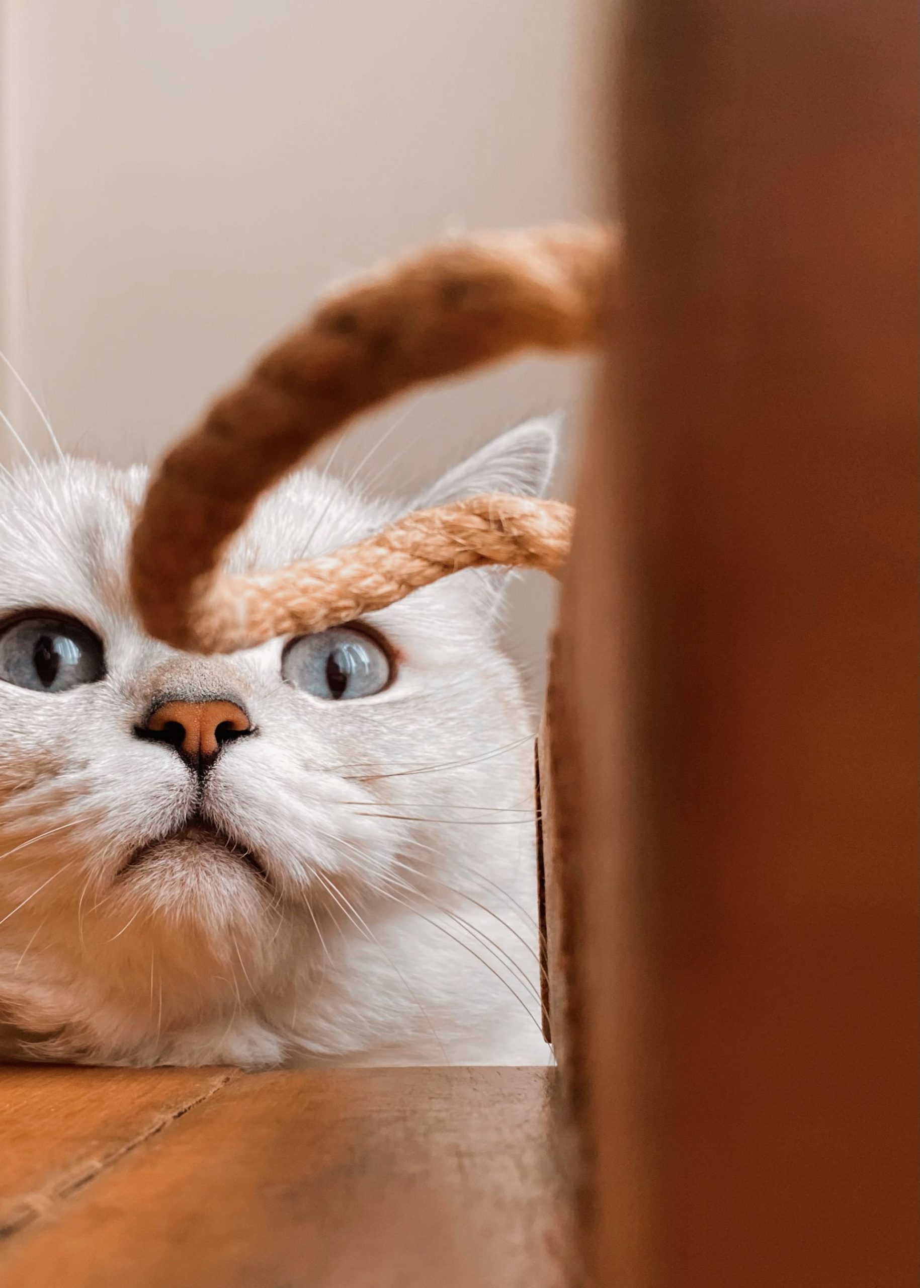 Curious white cat with blue eyes investigating a rope indoors.