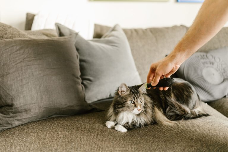 Long-haired tabby cat being brushed by its owner while resting on a grey couch.