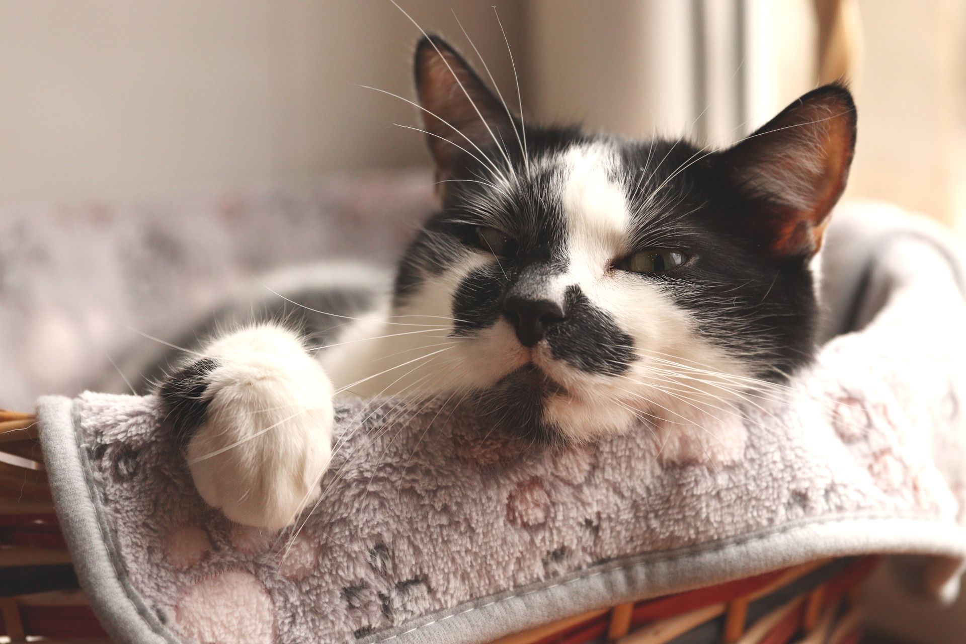 Black-and-white cat relaxing in a cozy bed